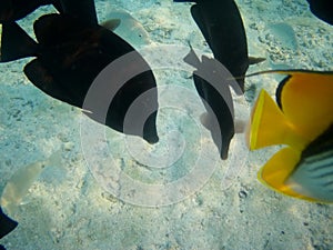 Coral reef with tropical fish, Marsa Alam, Egypt