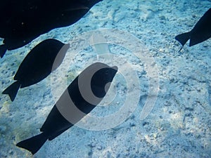 Coral reef with tropical fish, Marsa Alam, Egypt