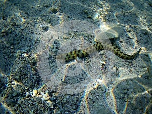 Coral reef with tropical fish, Marsa Alam, Egypt