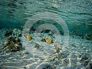 Coral reef with tropical fish, Marsa Alam, Egypt