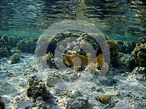 Coral reef with tropical fish, Marsa Alam, Egypt