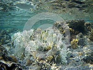 Coral reef with tropical fish, Marsa Alam, Egypt