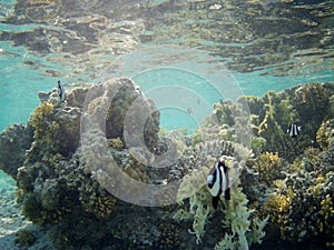 Coral reef with tropical fish, Marsa Alam, Egypt