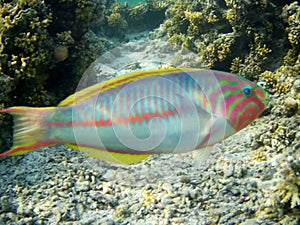 Coral reef with tropical fish, Marsa Alam, Egypt