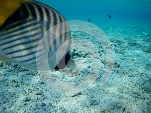 Coral reef with tropical fish, Marsa Alam, Egypt