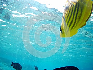 Coral reef with tropical fish, Marsa Alam, Egypt