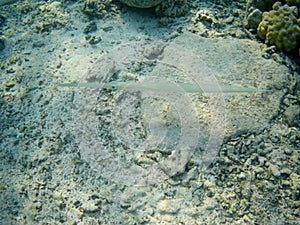 Coral reef with tropical fish, Marsa Alam, Egypt