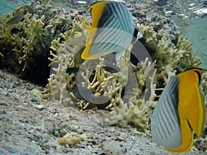 Coral reef with tropical fish, Marsa Alam, Egypt