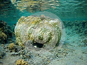 Coral reef with tropical fish, Marsa Alam, Egypt