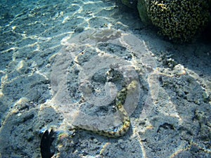 Coral reef with tropical fish, Marsa Alam, Egypt photo