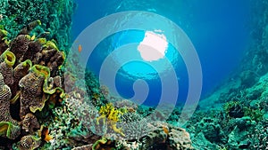 Coral reef and tropical fish. Panglao, Philippines.