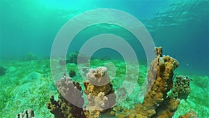 Coral reef and tropical fish. Philippines.