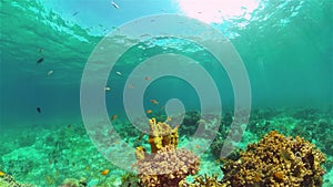 Coral reef and tropical fish. Philippines.