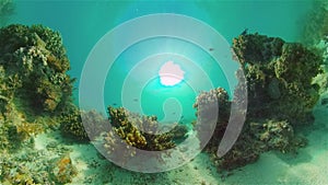 Coral reef and tropical fish. Philippines.