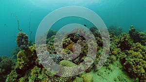 Coral reef and tropical fish. Philippines.