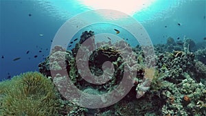 Coral reef and tropical fish. Philippines.