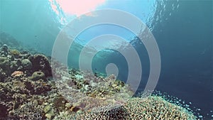 Coral reef and tropical fish. Philippines.