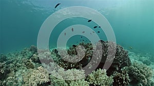 Coral reef and tropical fish. Philippines.