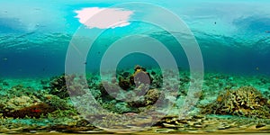 Coral reef and tropical fish. Philippines. 360-Degree view.