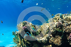 Coral Reef And Tropical Fish In Red Sea, Egypt. Blue Turquoise Clear Ocean Water, Hard Corals And Rock In The Depths, Sun Rays