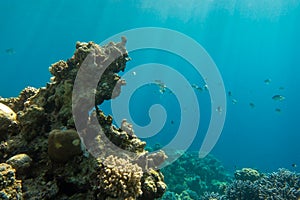 Coral reef and tropical fish in Red Sea, Egypt. Blue turquoise clear ocean water, hard corals and rock in the depths, sun rays