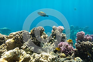 Coral Reef And Tropical Fish In Red Sea, Egypt. Blue Turquoise Clear Ocean Water, Hard Corals And Rock In The Depths, Sun Rays