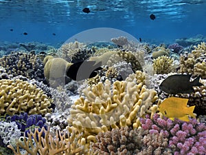 Coral Reef and Tropical Fish in Sunlight. Red Sea