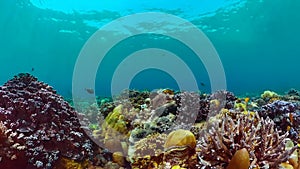 Coral reef and tropical fish underwater.