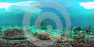 Coral reef and tropical fish underwater 360VR. Panglao, Philippines