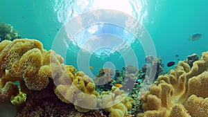 Coral reef and tropical fish underwater. Bohol, Panglao, Philippines.