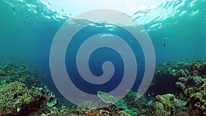 Coral reef and tropical fish underwater. Bohol, Panglao, Philippines.