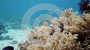 Coral reef and tropical fish underwater. Leyte, Philippines.