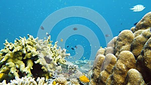 Coral reef and tropical fish underwater. Leyte, Philippines.