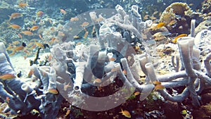 Coral reef and tropical fish underwater. Leyte, Philippines.