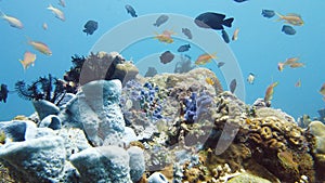 Coral reef and tropical fish underwater. Leyte, Philippines.