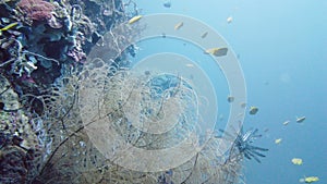 Coral reef and tropical fish underwater. Leyte, Philippines.