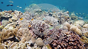 Coral reef and tropical fish underwater. Leyte, Philippines.