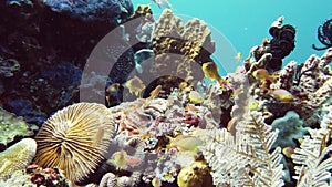 Coral reef and tropical fish underwater. Leyte, Philippines.