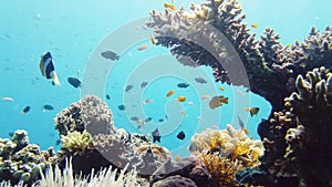 Coral reef and tropical fish underwater. Leyte, Philippines.