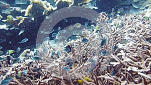 Coral reef and tropical fish underwater. Leyte, Philippines.