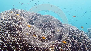 Coral reef and tropical fish underwater. Leyte, Philippines.