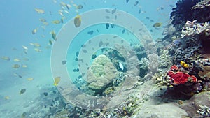 Coral reef and tropical fish underwater. Leyte, Philippines.