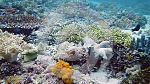 Coral reef and tropical fish underwater. Leyte, Philippines.