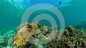 Coral reef and tropical fish underwater. Philippines.