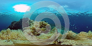 Coral reef and tropical fish underwater. Philippines. Virtual Reality 360