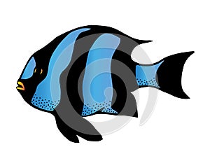 Coral reef tropical fish vector illustration. Vector sea fish isolated on white background. Aquarium fish icon.