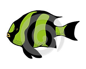 Coral reef tropical fish vector illustration. Vector sea fish isolated on white background. Aquarium fish icon