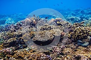 Coral reef and tropical fishes, Indian ocean.