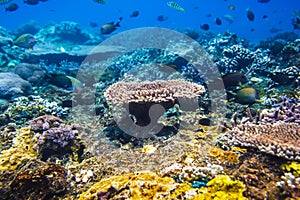 Coral reef and tropical fishes, Indian ocean. Blue water in underwater