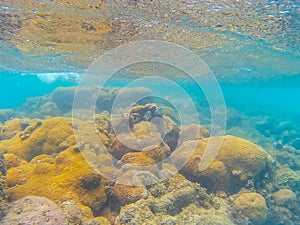 Coral reef with two small fishes Abudefduf vaigiensis photo